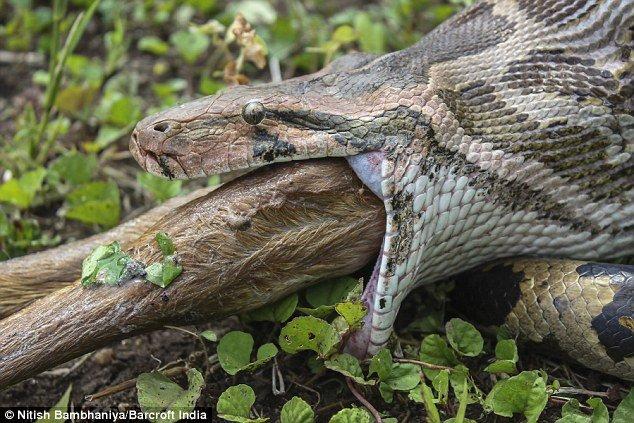 印度巖蟒吞下整只羚羊