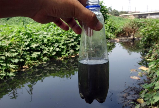 鄭州河邊楊樹被毒死 回應(yīng)是被生活污水淹死