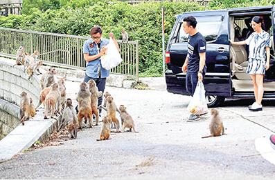 陳奕迅謝霆鋒野營食物遭猴子哄搶