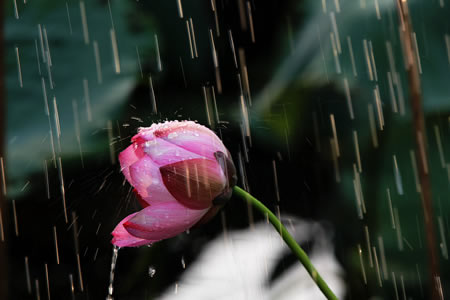 夏雨荷 溫州攝影師三點(diǎn)水拍攝荷花圖片 溫州賞荷花三點(diǎn)水拍荷花