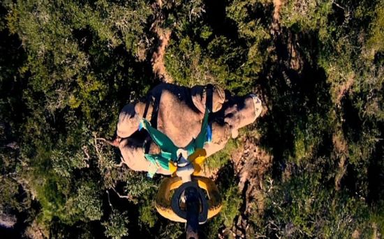 南非用直升機(jī)給犀牛搬家