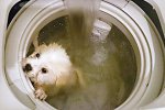 洗衣機洗狗引起網民憤怒