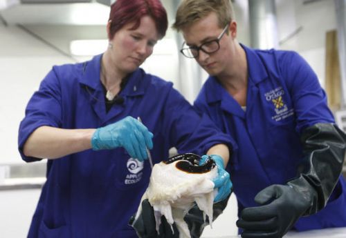 科學家在研究大王酸漿魷