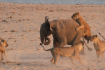大象vs獅子誰厲害 8歲小象勇斗獅群獲勝