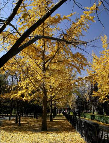 北京冬季開始冷了 11月13日北京最低氣溫零下1.8℃