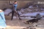 男子鐵鍬虐狗事件 2月8日男子虐狗鐵锨狠砸頭遭人肉