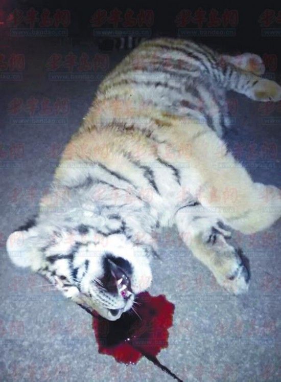 老虎受驚嚇跳樓