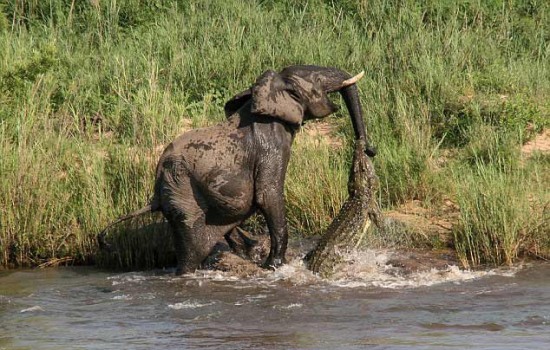大象和鱷魚誰厲害：大象被咬著鼻子把鱷魚拖行了好幾米