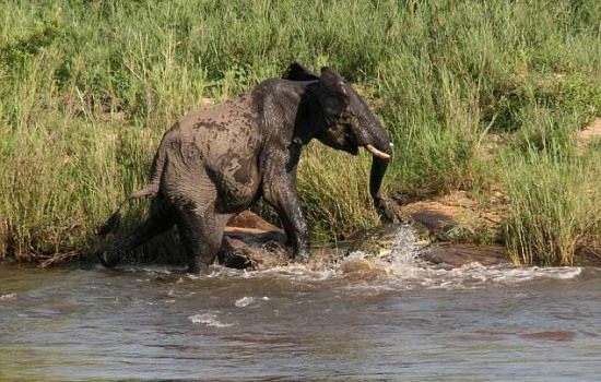 大象和鱷魚誰厲害：鱷魚真要吃大象還是大象喝水驚嚇鱷魚引發的打斗？