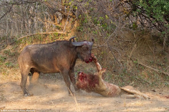 水牛奇跡將獅子殺死