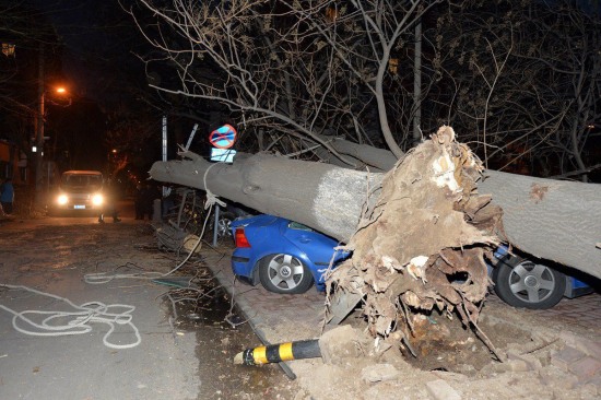 北京大風(fēng)刮倒大樹