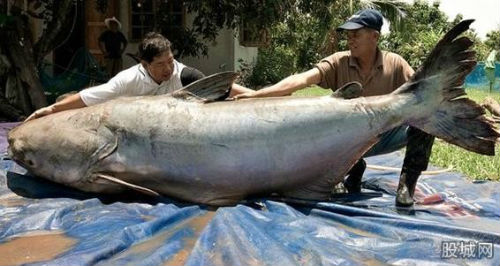 湄公河巨型鯰魚