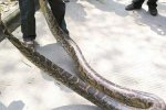 東莞榴花公園有一條2米長巨蟒 已被蛇王擒獲放生了
