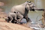 大象被鱷魚咬住鼻子 小象壓住鱷魚救了媽媽