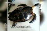 百歲龜遭開水燙死 為了保持玳瑁龜殼的光澤