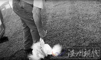 美國麥當勞供應商虐雞被曝光