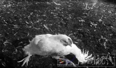 麥當勞供應商虐雞事件