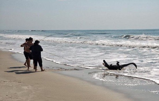 美國南卡羅來納州海灘驚現(xiàn)鱷魚沖浪