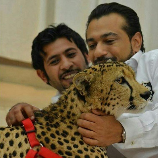 阿拉伯土豪的寵物老虎獅子