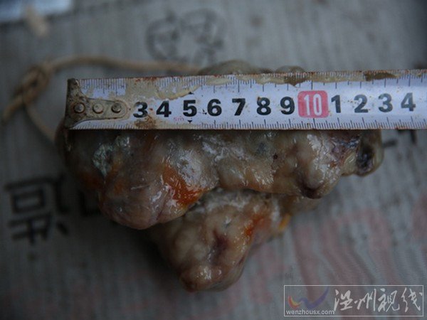 老狗死后留狗寶圖片