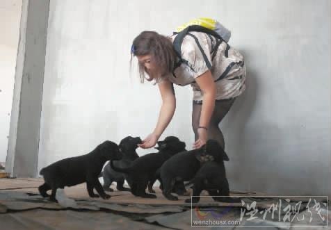 長(zhǎng)春富翁救狗散盡家財(cái)