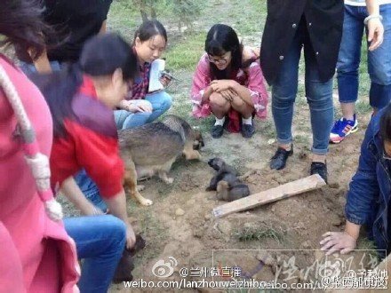 大學保安活埋流浪狗