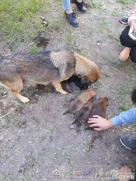 學生把活埋的狗挖出來