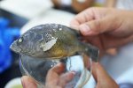 大別山現綠太陽魚 外來入侵物種太陽魚外形像鯽魚