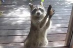 浣熊敲門討食 動物進化直接成精了