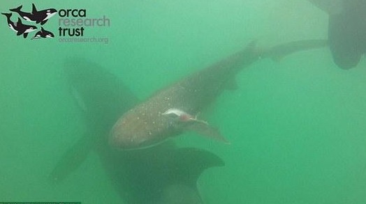 鯊魚遭虎鯨追趕