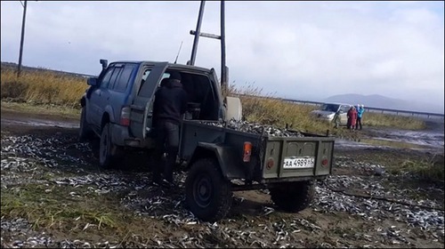 當地人開車來揀魚