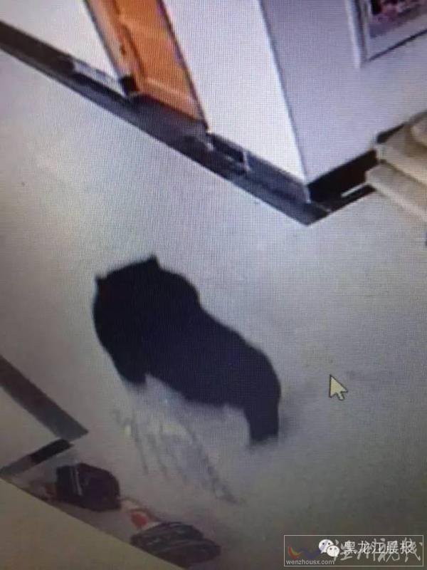 饒河三中教室闖進黑熊