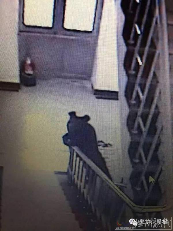 黑熊進入教學樓