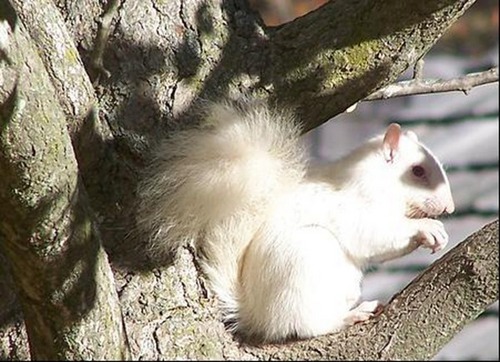 罕見白色松鼠