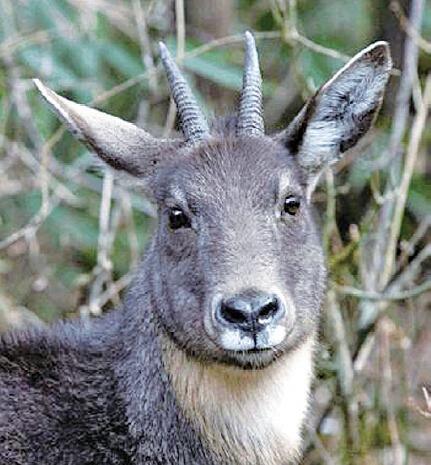 溫州3名老人非法獵殺&ldquo;神獸&rdquo; 均已被刑拘