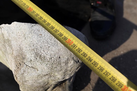 臺州漁民撿到3米長動物肋骨