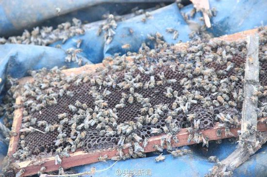 200萬蜜蜂堵國道