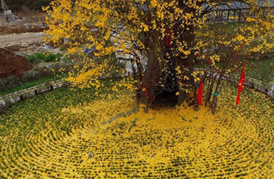 陜西留壩縣玉皇廟鎮(zhèn)古銀杏落葉似金毯