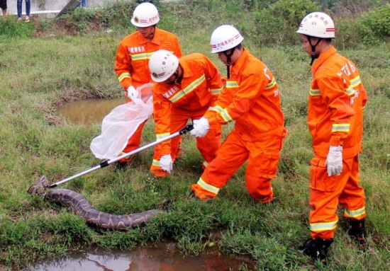 廣西現37斤巨蟒