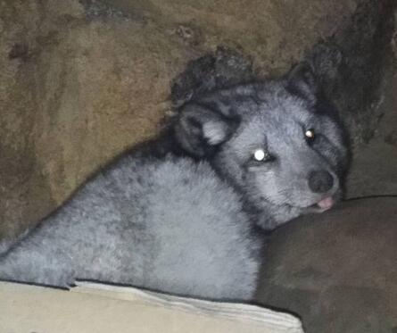 上千動物被放生