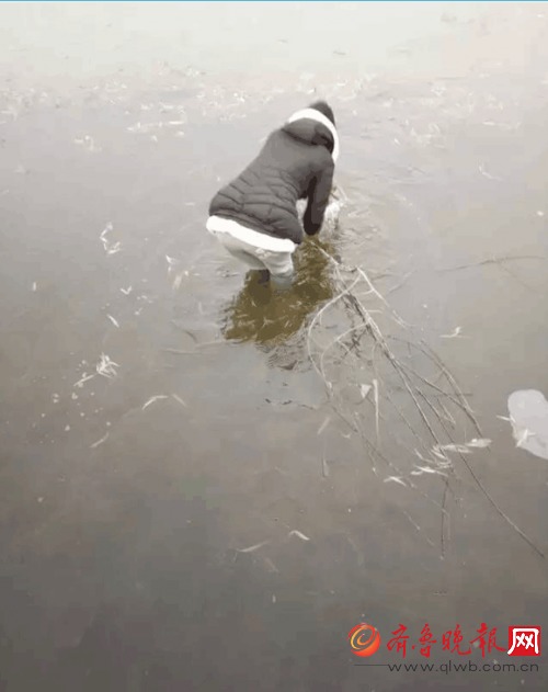 學生跳冰湖救野兔