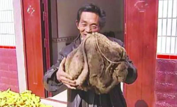 老農種出超級山芋