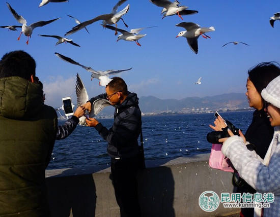 游客抓鷗自拍
