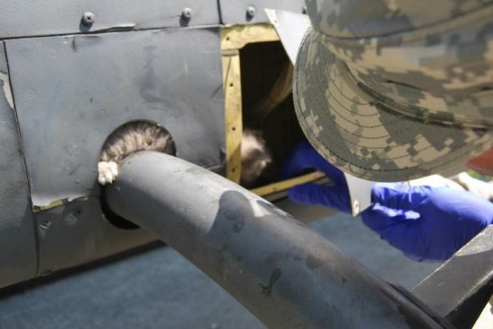 小貓被卡直升機