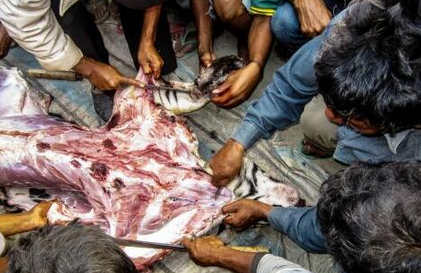 農(nóng)民宰殺老虎吃肉