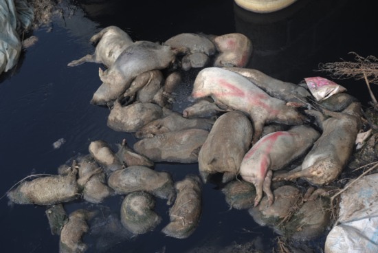 河道現40頭死豬