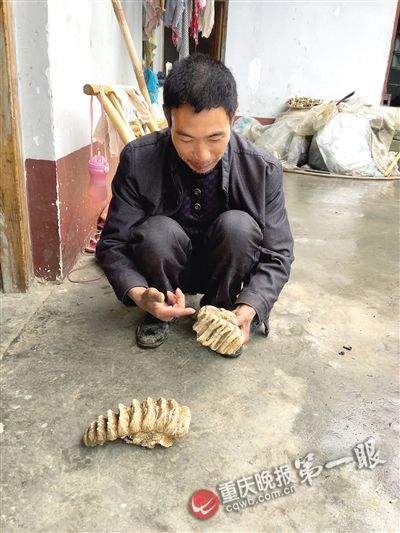 巫山縣農(nóng)民挖出東方劍齒象臼齒化石