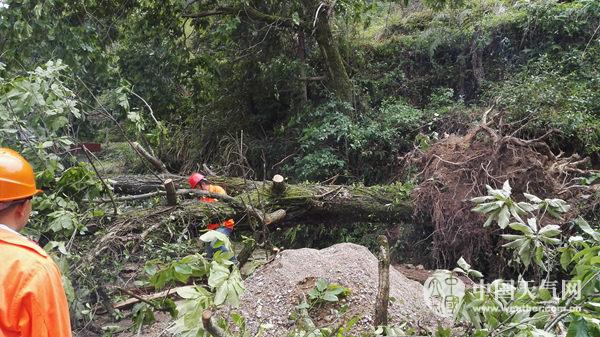 雷雨大風(fēng)襲浙江南部500年古樹(shù)折斷 未來(lái)5天全省多雨