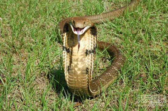 揭秘全球十大最毒動物 人類碰之斃命