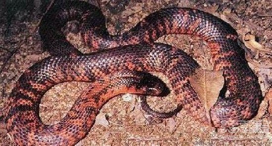 揭秘全球十大最毒動物 人類碰之斃命